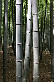 wood-species1